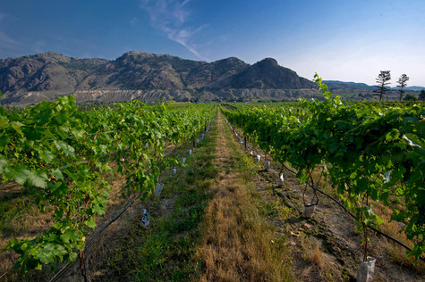 vineyard-row