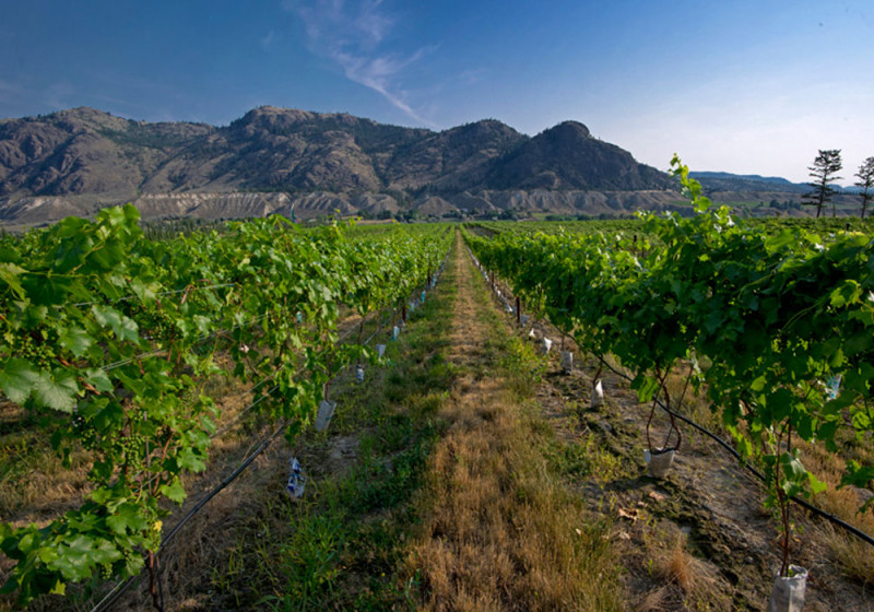 Monte Creek Ranch vineyard