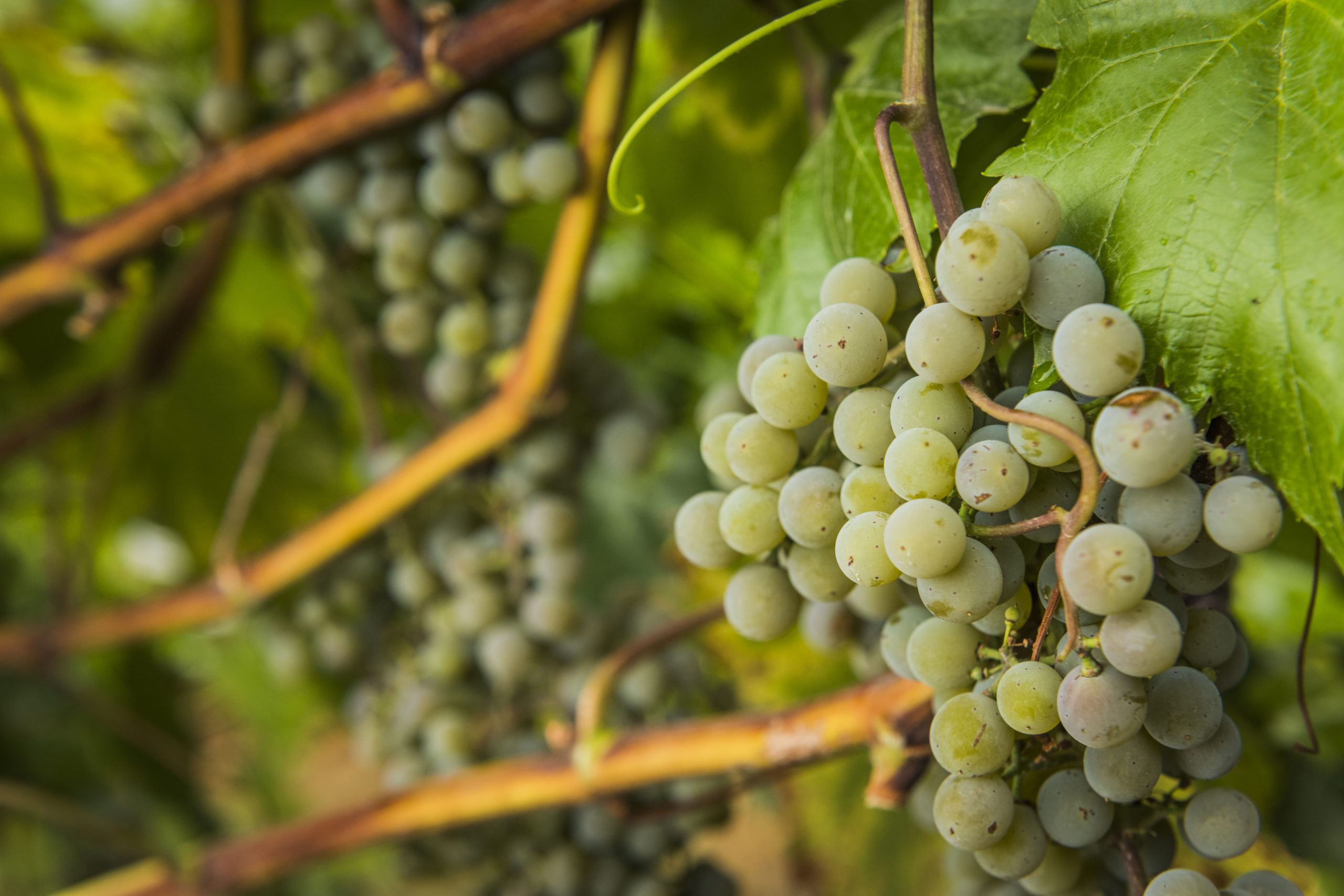 monte creek winery harvest 2022