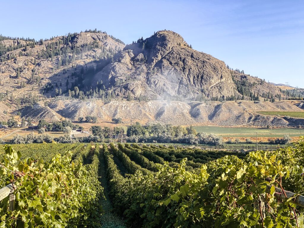 View of Lion's Head vineyard from MCW