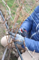 close up of hands pruning grape vines