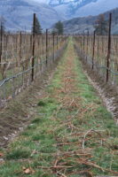 picture of vineyard with pruned canes lying on ground
