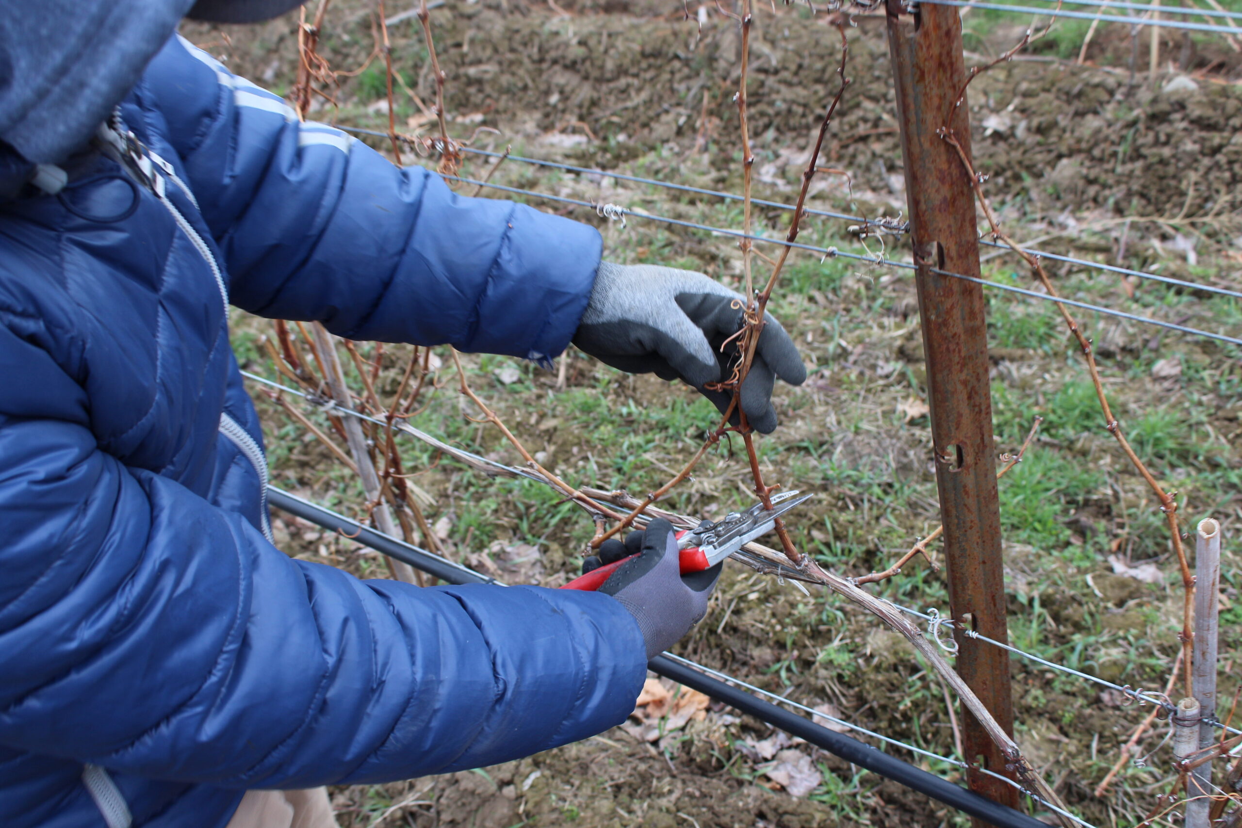 close up of hands pruning