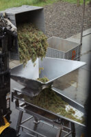 La Crescent being moved from the picking bin to the sorting table