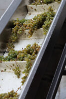 La Crescent grapes going into the press